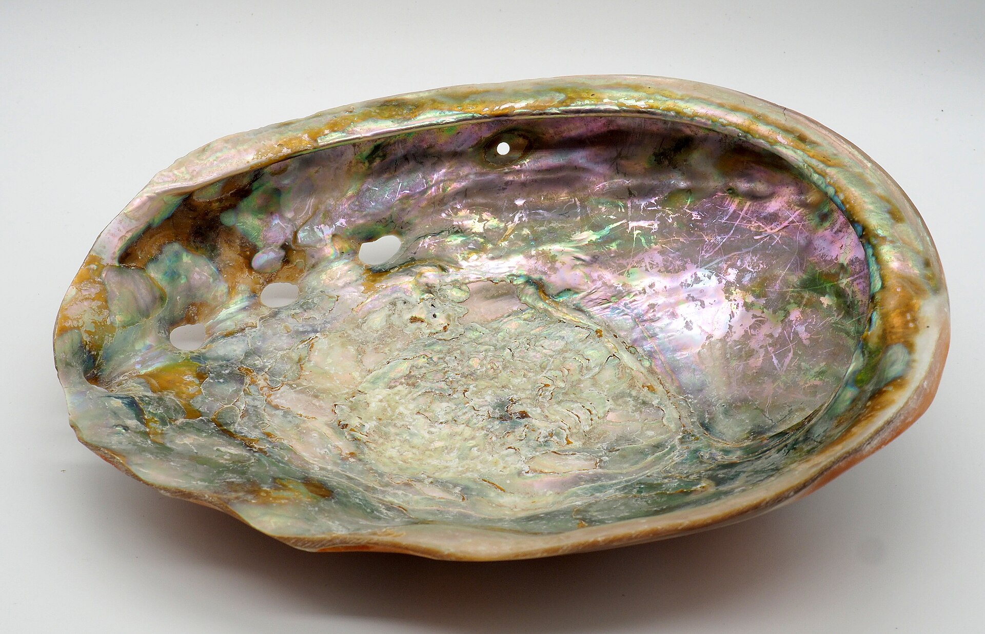 Spécimen de Abalone (Paua)