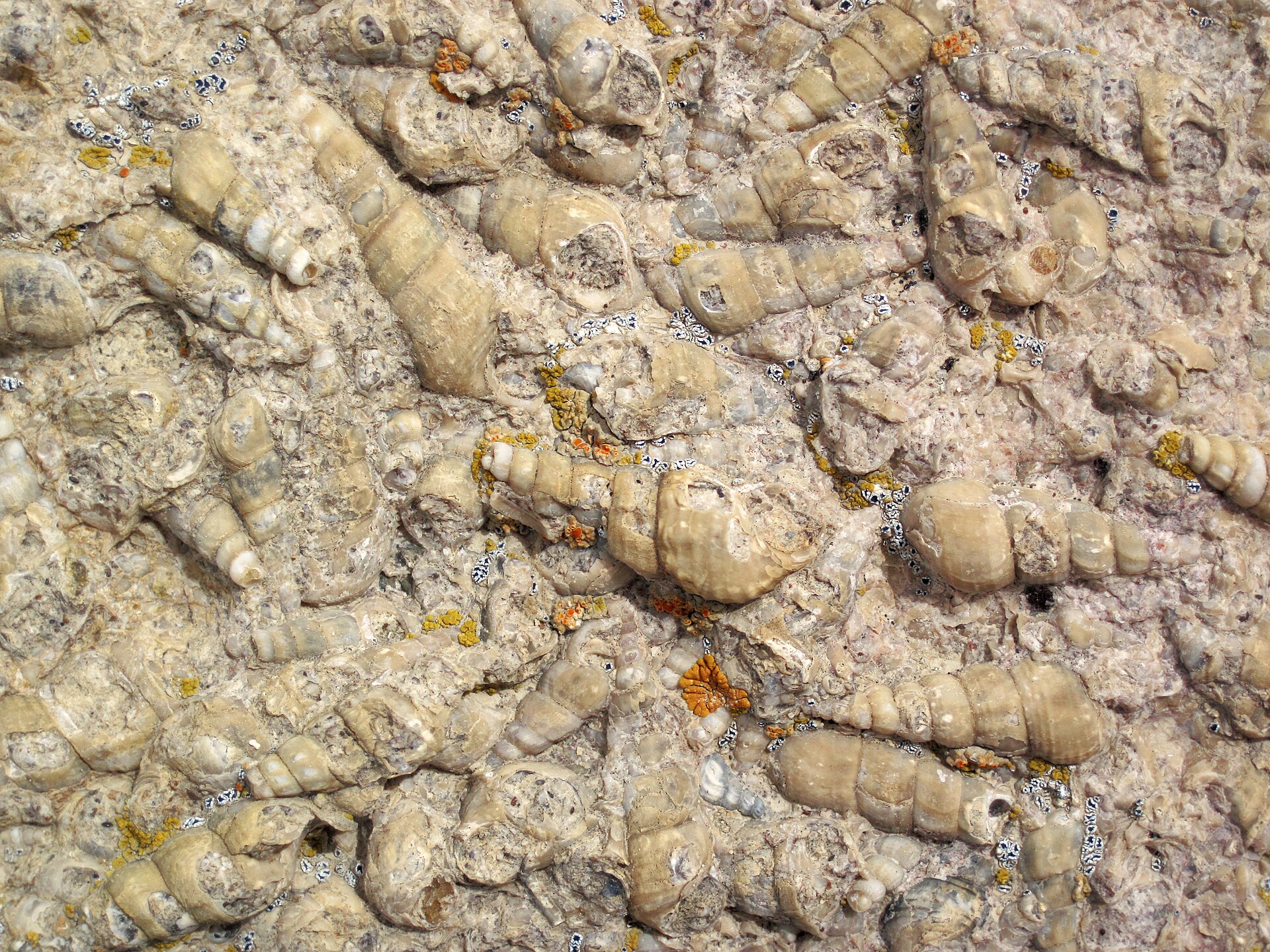 Spécimen de Agate turritelle