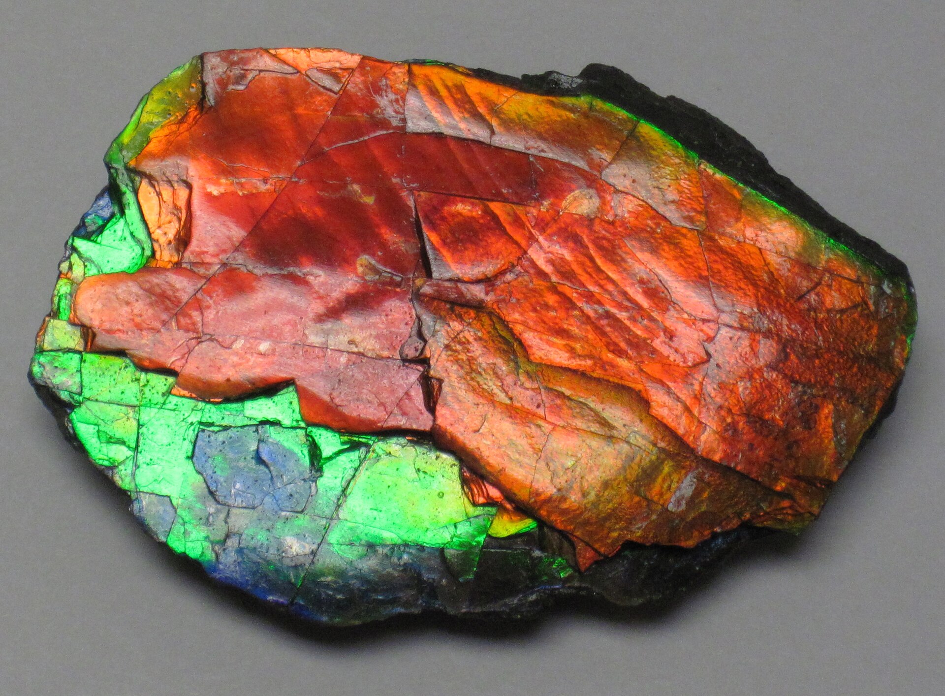 Spécimen de Ammolite
