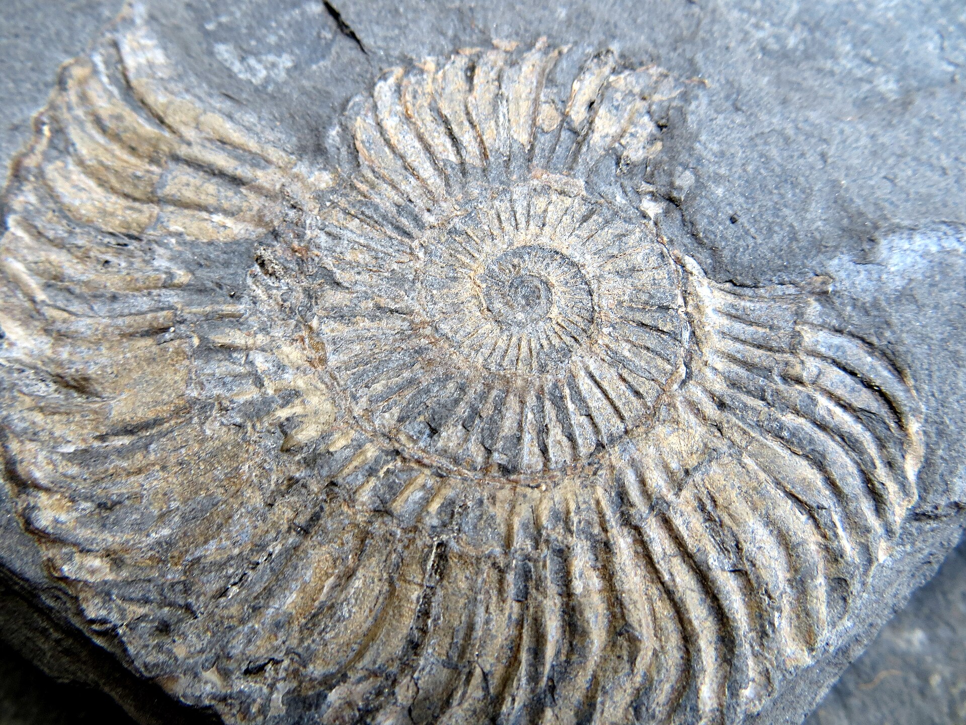 Spécimen de Ammonite