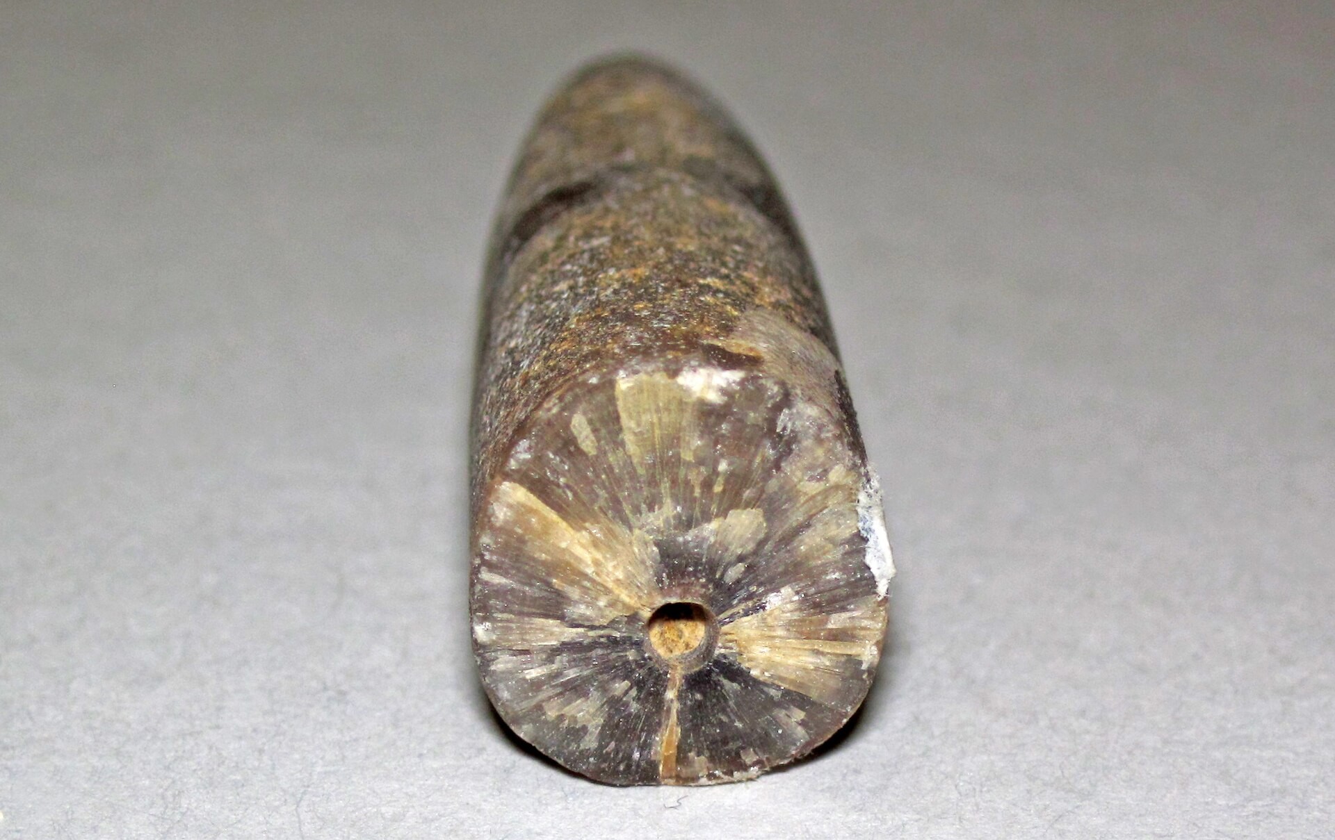 Spécimen de Bélemnite
