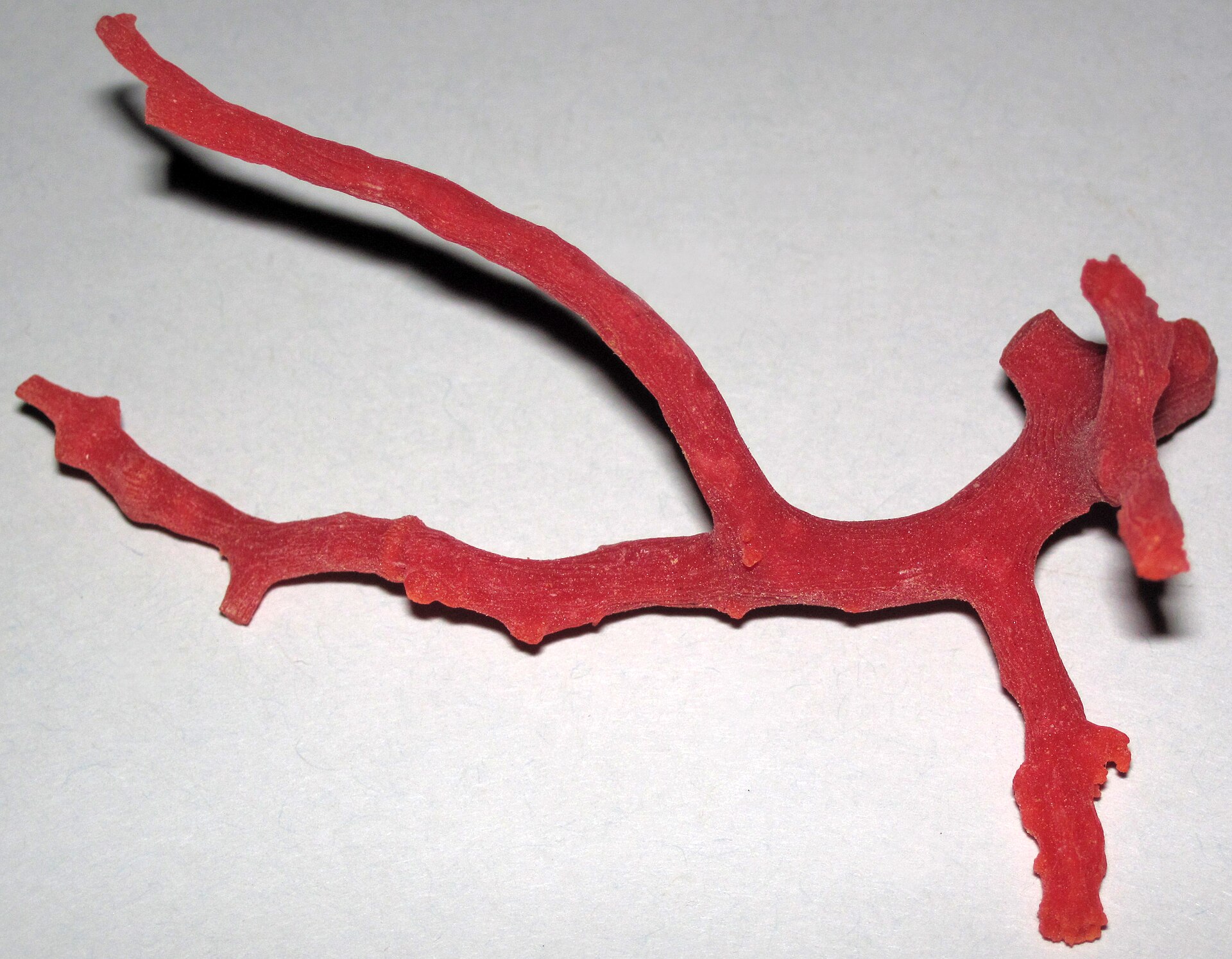 Spécimen de Corail rouge