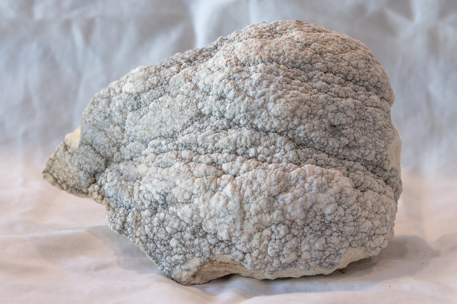 Spécimen de Howlite