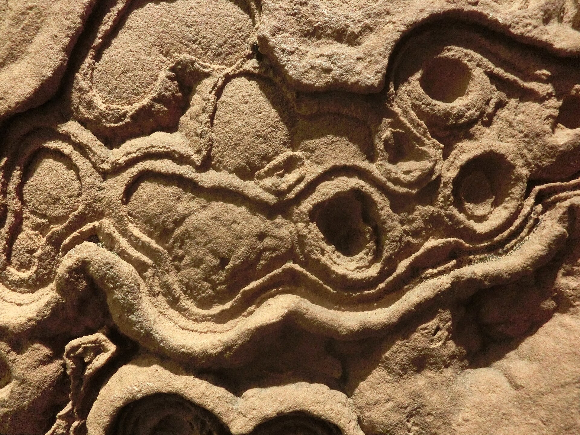 Spécimen de Stromatolite