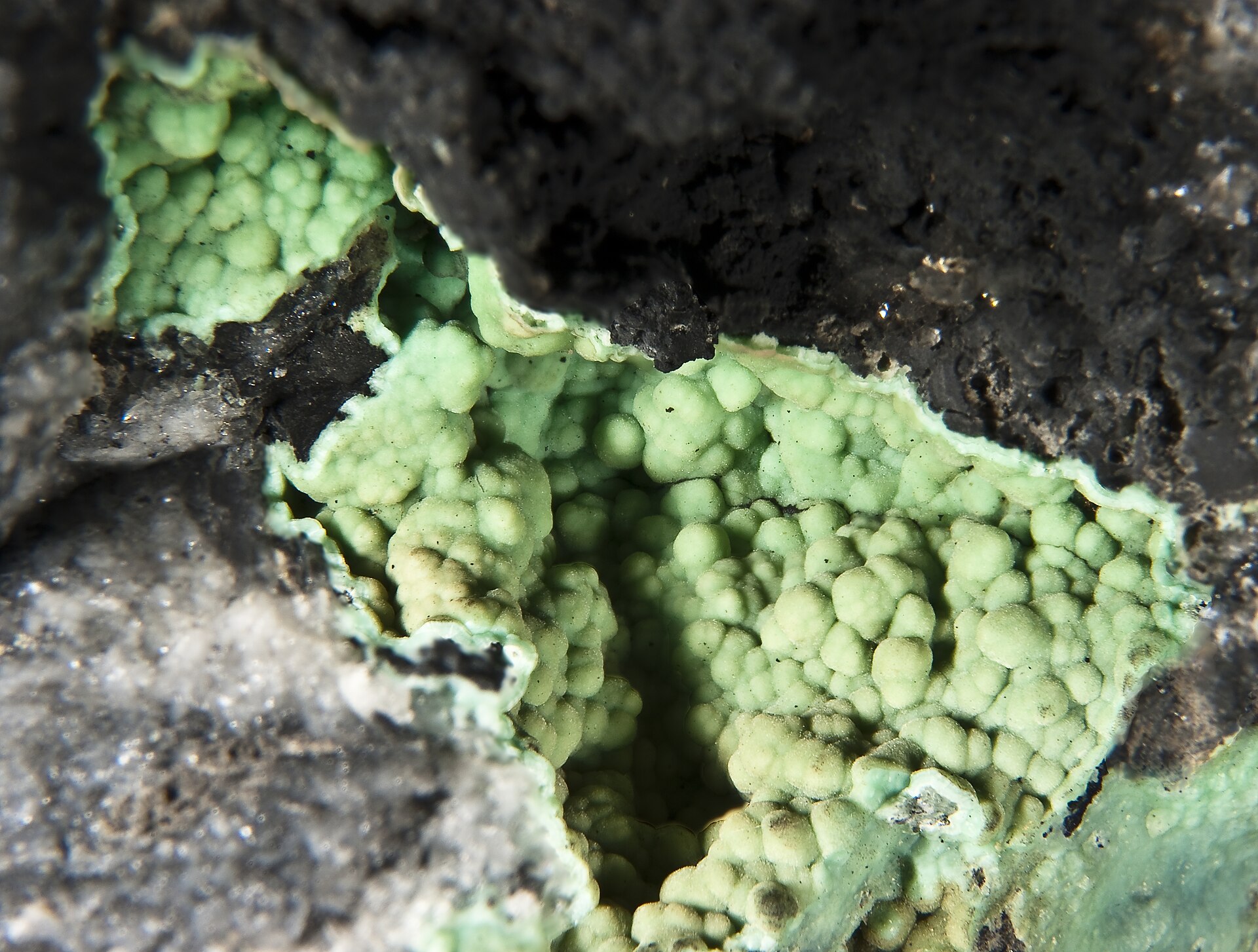 Spécimen de Variscite